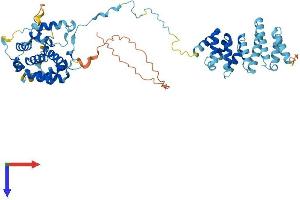 CNOT11 Protein (AA 1-510) (His tag)