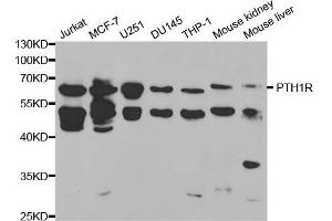 Western blot analysis of extracts of various cell lines, using PTH1R antibody. (PTH1R Antikörper  (AA 464-593))