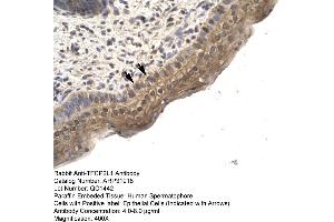 Human Spermatophore (TFCP2L1 Antikörper  (N-Term))