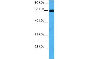 Host:  Mouse  Target Name:  PLK1  Sample Tissue:  Mouse Heart  Antibody Dilution:  1ug/ml (PLK1 Antikörper  (C-Term))