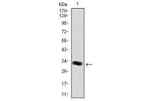 Image no. 1 for anti-Thrombopoietin (THPO) antibody (ABIN1501381) (Thrombopoietin Antikörper)