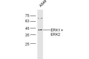 A549 cell lysates probed with Rabbit Anti-ERK1 + 2 Polyclonal Antibody, Unconjugated  at 1:500 for 90 min at 37˚C. (ERK1 Antikörper  (AA 251-358))