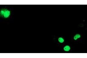 Anti-ELK3 mouse monoclonal antibody (ABIN2455069) immunofluorescent staining of COS7 cells transiently transfected by pCMV6-ENTRY ELK3 (RC203114). (ELK3 Antikörper)