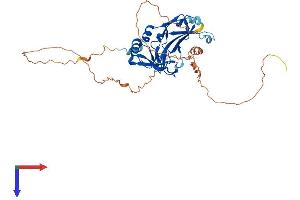 T-Box 10 Protein (TBX10) (AA 1-385) (His tag)