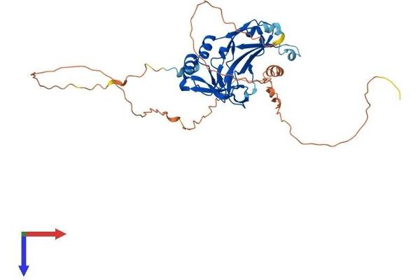 T-Box 10 Protein (TBX10) (AA 1-385) (His tag)