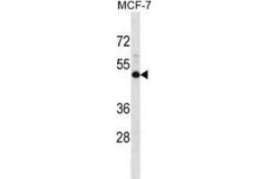 Western blot analysis in MCF-7 cell line lysates (35ug/lane) using Neuromedin B receptor  Antibody (N-term).