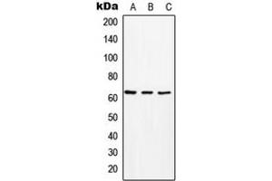 Western blot analysis of MCT8 expression in HeLa (A), Raw264. (SLC16A2/MCT8 Antikörper  (Center))