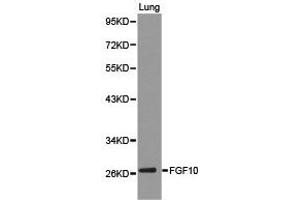 Western Blotting (WB) image for anti-Fibroblast Growth Factor 10 (FGF10) antibody (ABIN1872682) (FGF10 Antikörper)