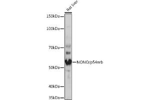 Western blot analysis of extracts of Rat liver, using NONO/p54nrb Rabbit mAb (ABIN7268947) at 1:1000 dilution. (NONO Antikörper)