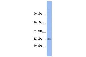 RPS24 antibody used at 1 ug/ml to detect target protein. (RPS24 Antikörper  (Middle Region))