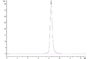 The purity of Cynomolgus IL-13Ra1 is greater than 95 % as determined by SEC-HPLC. (IL13 Receptor alpha 1 Protein (AA 25-341) (His tag))