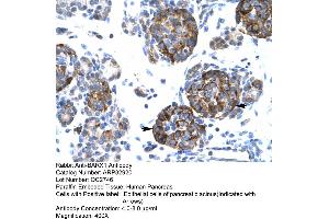 Human Pancreas (BARX1 Antikörper  (Middle Region))