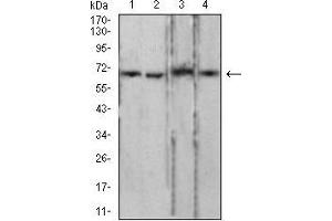 Western blot analysis using LMNB2 mouse mAb against PC-3 (1), LNcap (2), Jurkat (3), and HCT116 (4) cell lysate. (Lamin B2 Antikörper  (AA 401-600))