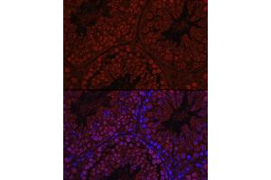 Immunofluorescence analysis of Mouse testis using C1orf146 Rabbit pAb (ABIN7266368) at dilution of 1:100 (40x lens). (C1ORF146 Antikörper)