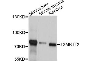 Western blot analysis of extract of various cells, using L3MBTL2 antibody.