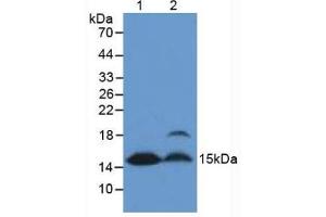 Western blot analysis of (1) Mouse Heart Tissue and (2) Mouse Kidney Tissue. (FABP4 Antikörper  (AA 2-132))