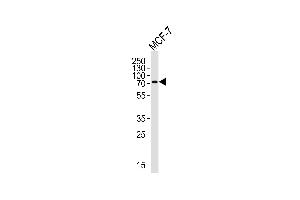 Western blot analysis of lysate from MCF-7 cell line, using KLC2 Antibody (N-term) (ABIN656175 and ABIN2845505).