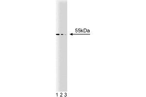 Western blot analysis of beta-Arrestin on a mouse macrophage lysate. (beta Arrestin 1 Antikörper  (AA 262-409))