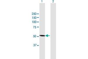 Western Blot analysis of CYP3A4 expression in transfected 293T cell line by CYP3A4 MaxPab polyclonal antibody. (CYP3A4 Antikörper  (AA 1-503))
