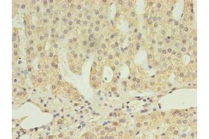 Immunohistochemistry of paraffin-embedded human adrenal gland tissue using ABIN7168614 at dilution of 1:100 (SCARB1 Antikörper  (AA 33-443))