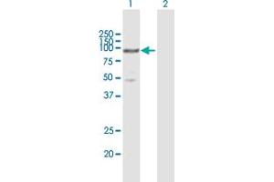 Western Blot analysis of MCM5 expression in transfected 293T cell line by MCM5 MaxPab polyclonal antibody. (MCM5 Antikörper  (AA 1-734))