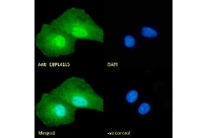 Immunofluorescence (IF) image for anti-Erythrocyte Membrane Protein Band 4.1 Like 5 (EPB41L5) (Internal Region) antibody (ABIN238631)