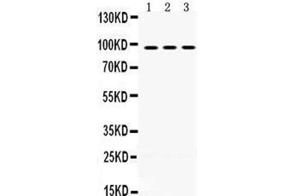 OPA1 Antikörper  (C-Term)