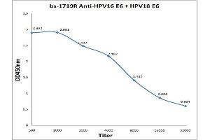 Antigen: 0. (Human Papilloma Virus 16, 18 E6 (HPV-16, HPV-18 E6) Antikörper)
