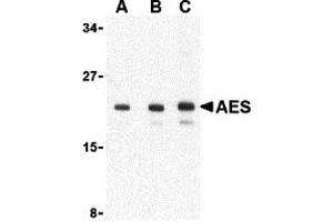 Western Blotting (WB) image for anti-Amino-terminal Enhancer of Split (AES) (C-Term) antibody (ABIN1030224) (AES Antikörper  (C-Term))