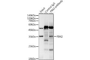 Immunoprecipitation analysis of 300 μg extracts of Raji cells using 3 μg PIM2 antibody (ABIN7269725). (PIM2 Antikörper)