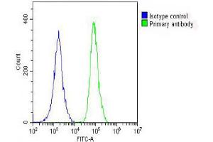 Overlay histogram showing A549 cells stained with Antibody (green line). (PRODH Antikörper  (AA 130-155))