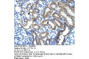 Human kidney (LMYC Antikörper  (Middle Region))