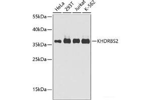 Western blot analysis of extracts of various cell lines using KHDRBS2 Polyclonal Antibody at dilution of 1:1000. (KHDRBS2 Antikörper)