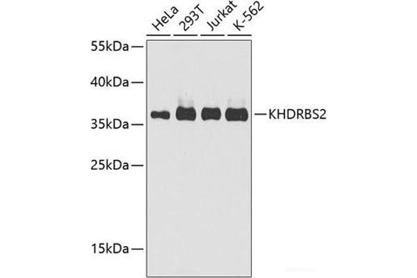 KHDRBS2 antibody