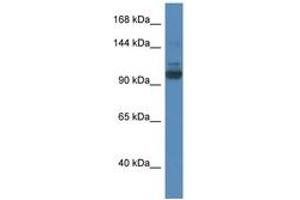 Image no. 1 for anti-SEC31 Homolog A (SEC31A) (AA 110-159) antibody (ABIN6746400) (SEC31A Antikörper  (AA 110-159))