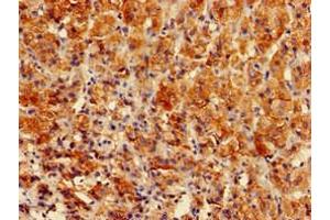 Immunohistochemistry of paraffin-embedded human adrenal gland tissue using ABIN7154155 at dilution of 1:100 (GPAM Antikörper  (AA 281-459))