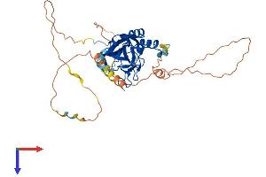 T-Box 1 Protein (TBX1) (AA 1-398) (His tag)