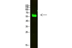 anti-2'-5'-Oligoadenylate Synthetase-Like (OASL) (AA 1-50) antibody