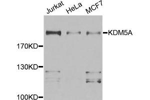 Western blot analysis of extracts of various cell lines, using KDM5A antibody. (KDM5A Antikörper)