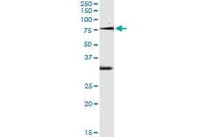 Immunoprecipitation of OXSR1 transfected lysate using anti-OXSR1 monoclonal antibody and Protein A Magnetic Bead , and immunoblotted with OXSR1 MaxPab rabbit polyclonal antibody. (OXSR1 Antikörper  (AA 351-450))