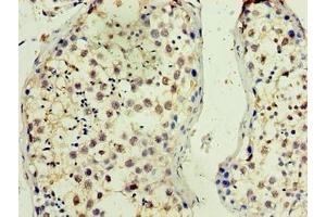 Immunohistochemistry of paraffin-embedded human testis tissue using ABIN7165288 at dilution of 1:100 (TMX3 Antikörper  (AA 25-195))