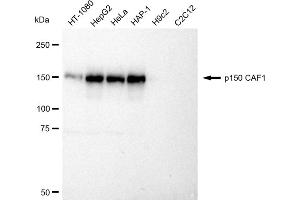 Western blotting analysis using p150 CAF1 antibody (ABIN7798058). (Rekombinanter CHAF1A Antikörper)