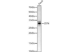 Western blot analysis of extracts of Daudi cells, using CD74 antibody (ABIN6128421, ABIN6138228, ABIN6138230 and ABIN6221316) at 1:400 dilution. (CD74 Antikörper  (AA 73-232))