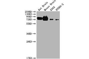 Western Blot Positive WB detected in: Rat brain tissue, Mouse brain tissue, K562, NTERA-2 All lanes: WASF1 antibody at 1. (WASF1 Antikörper  (AA 381-553))