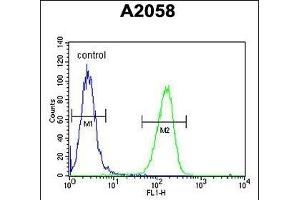 GSTO2 Antibody (Center) (ABIN652022 and ABIN2840502) flow cytometric analysis of  cells (right histogram) compared to a negative control cell (left histogram). (GSTO2 Antikörper  (AA 82-110))