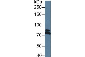 DICER1 Antikörper  (AA 6-290)