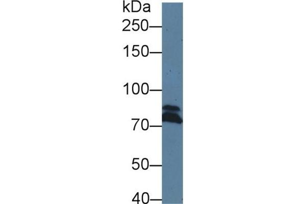 DICER1 Antikörper  (AA 6-290)