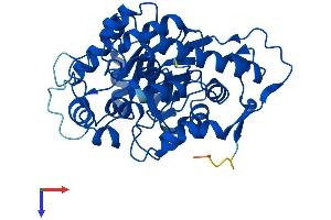 HAO1 Protein (AA 1-370) (His tag)