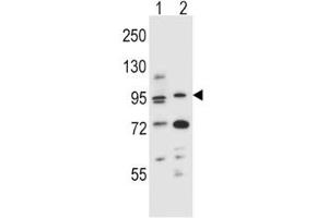 AHR antibody western blot analysis in (1) mouse NIH3T3 and (2) human T47D cell line lysate. (Aryl Hydrocarbon Receptor Antikörper  (AA 555-582))