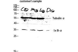 Western Blot (WB) analysis of customer's sample lysis using Tubulin alpha antibody.